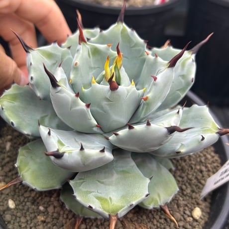 CATEGORY Agave | アガベ専門店 Heart plants.