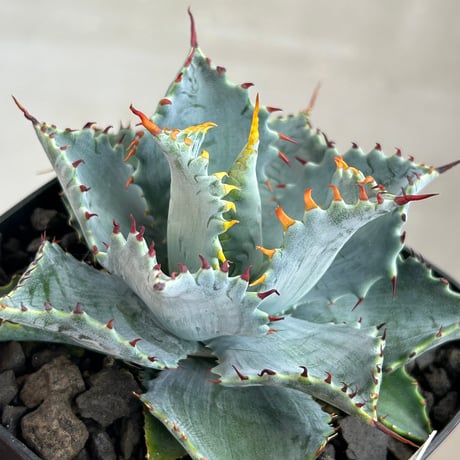 アガベ専門店 Heart plants.