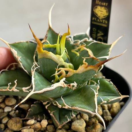 商品 | アガベ専門店 Heart plants.