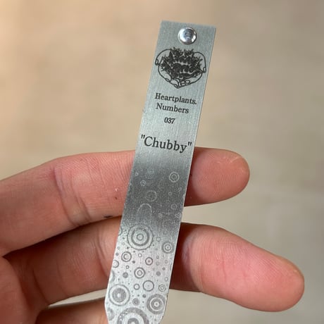 アガベ HP037 チャビー"Chubby"ムチムチ子株　専用ステンレスタグ付き