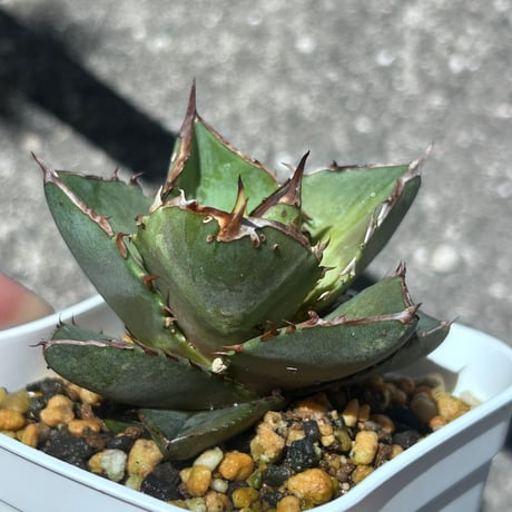 アガベ　シャーク実生　イランseedling