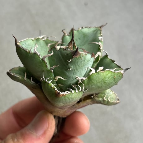商品 | アガベ専門店 Heart plants.