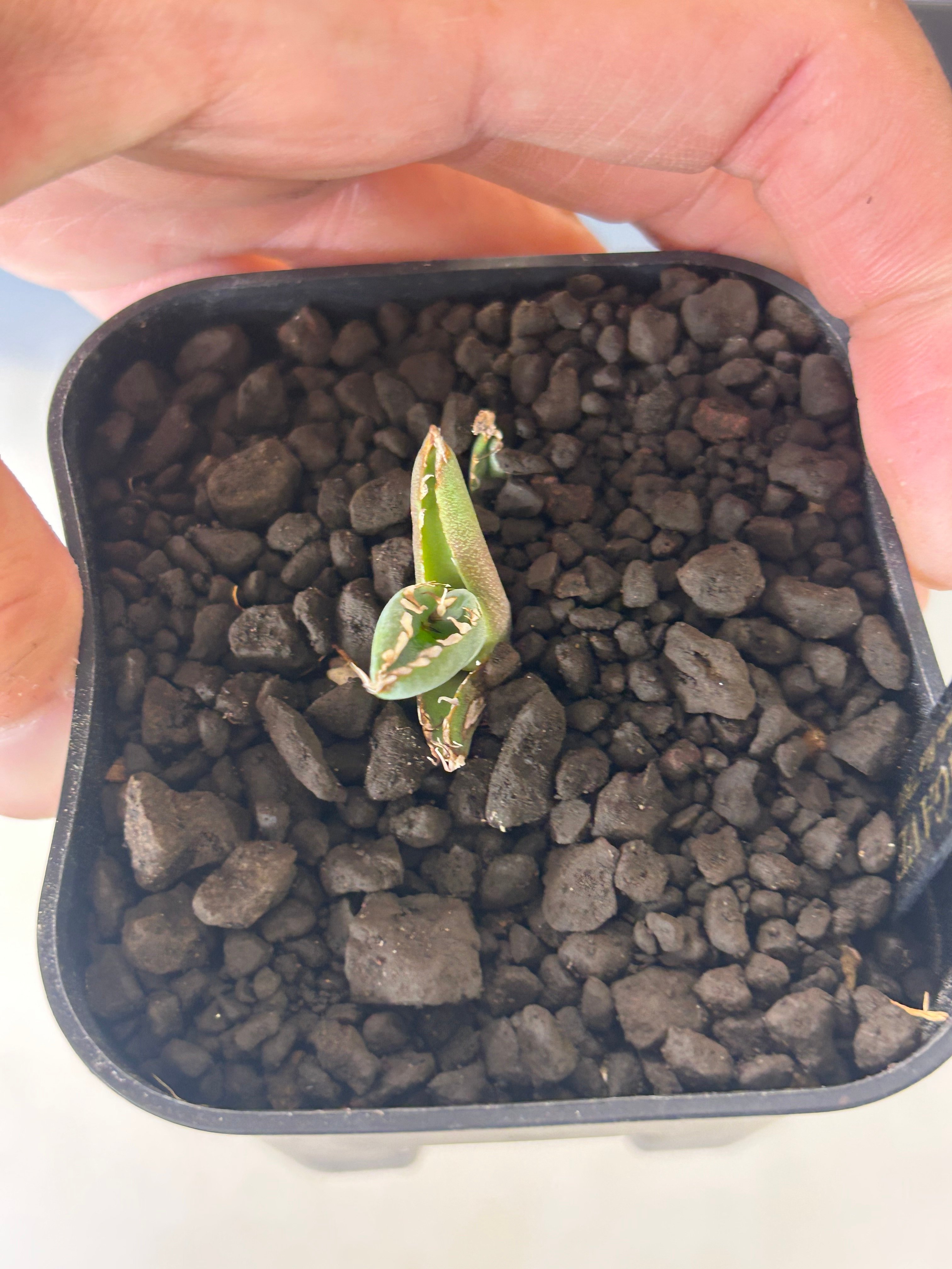 アガべ チタノタブルー選抜実生 TB002 | アガベ専門店 Heart plants.