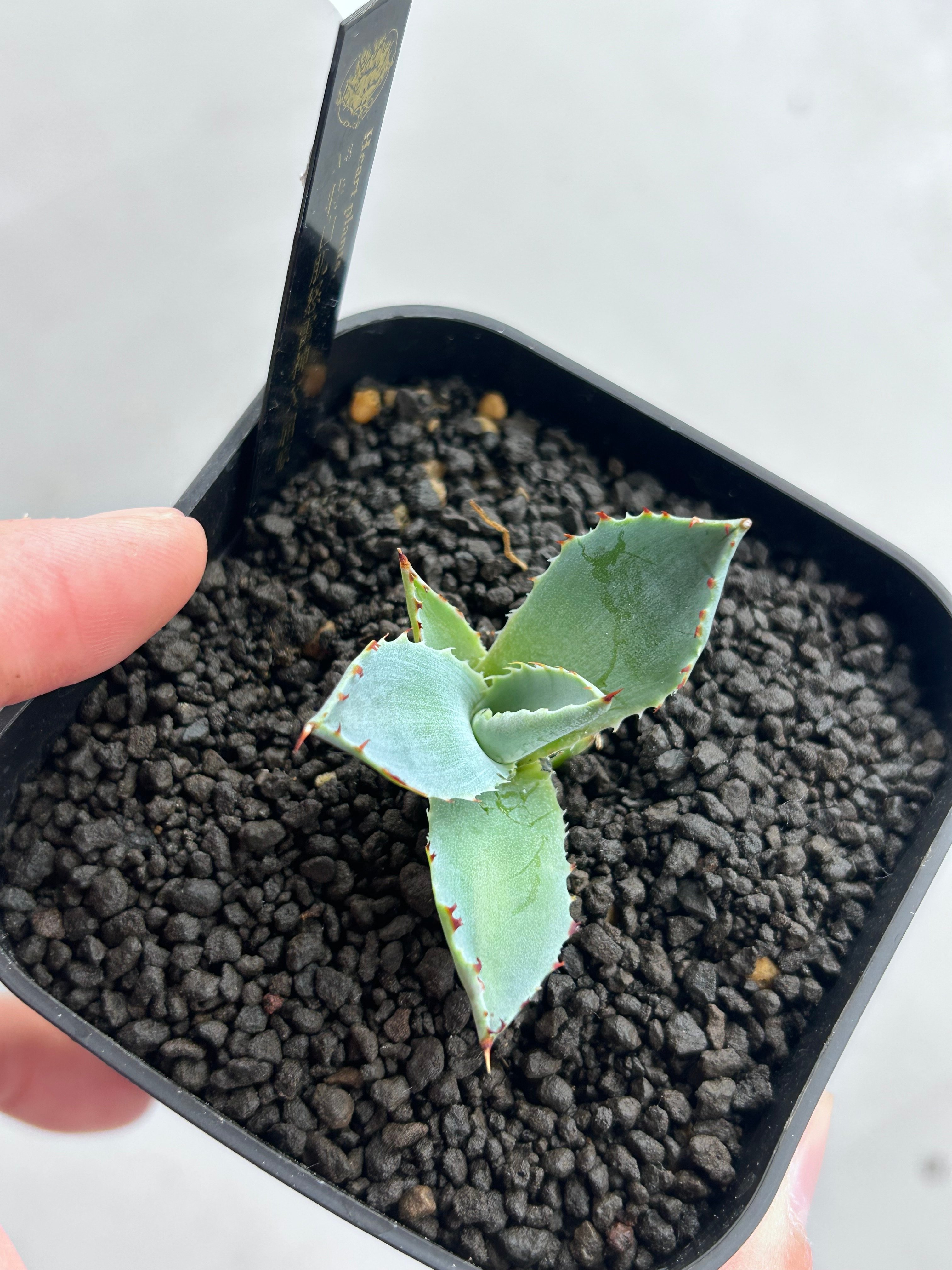 アガベ 特白肌×屈原 A-8 直子株 | アガベ専門店 Heart plants.