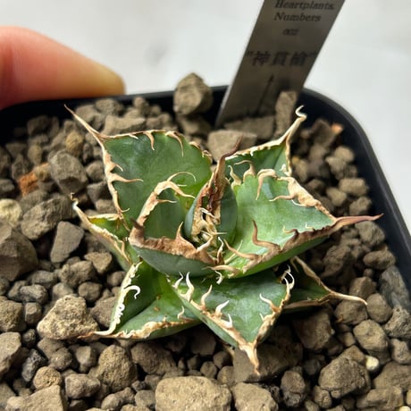 アガベ　heart plants numbers 002 HP002 専用ステンレスタグ付き