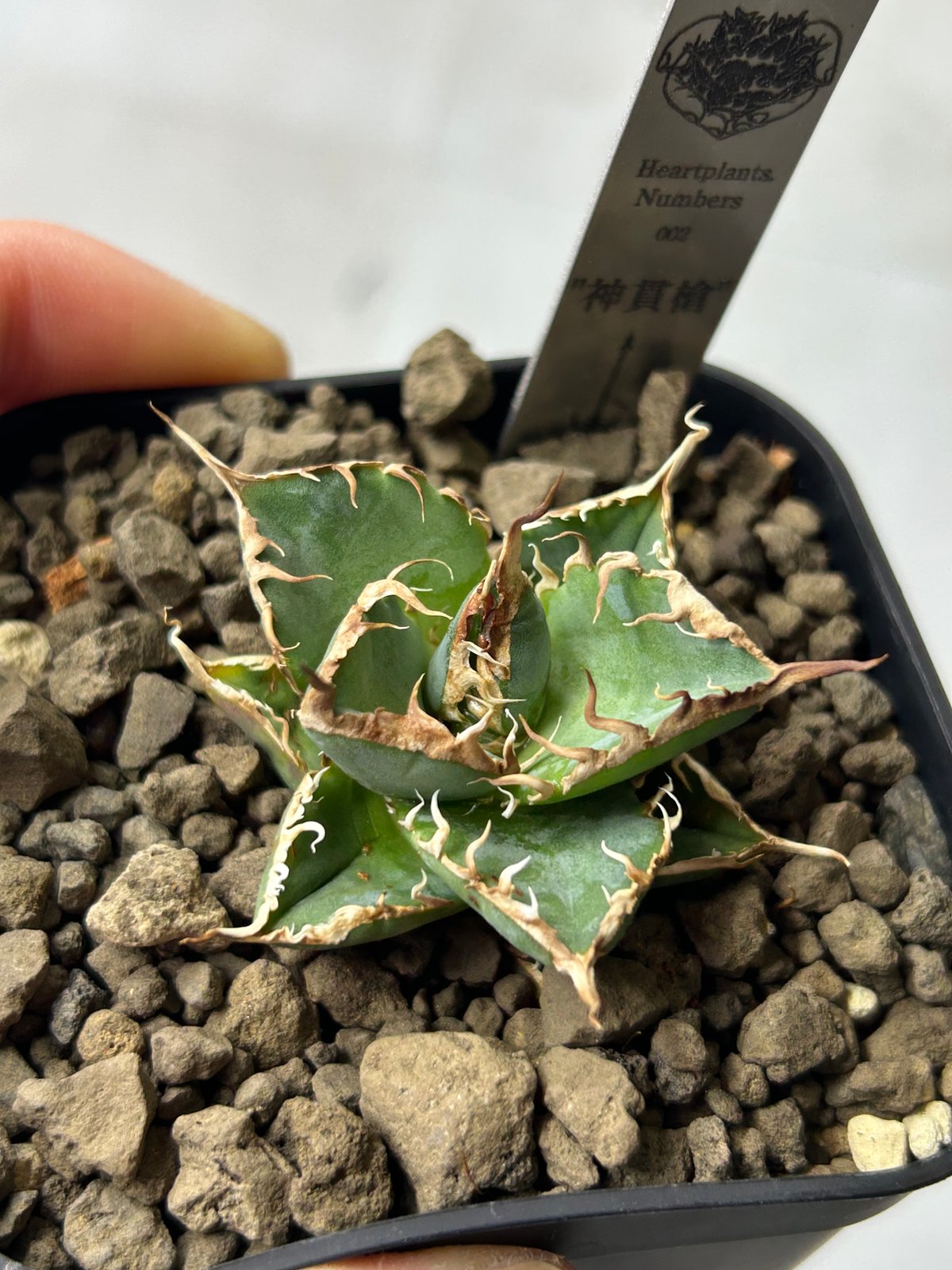 アガベ heart plants numbers 002 HP002 専用ステンレスタグ付き