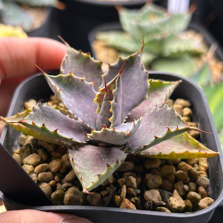商品 | アガベ専門店 Heart plants.