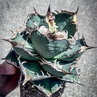 HP042 管理名"ネメア"　Heartplants  コレクションオテロイ