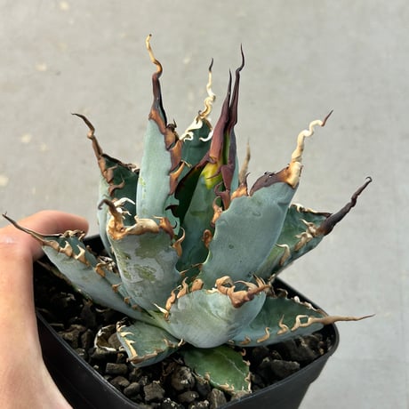 商品 | アガベ専門店 Heart plants.