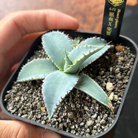 A-72 屈血×兜蟹　huplantsハイブリッド　子株