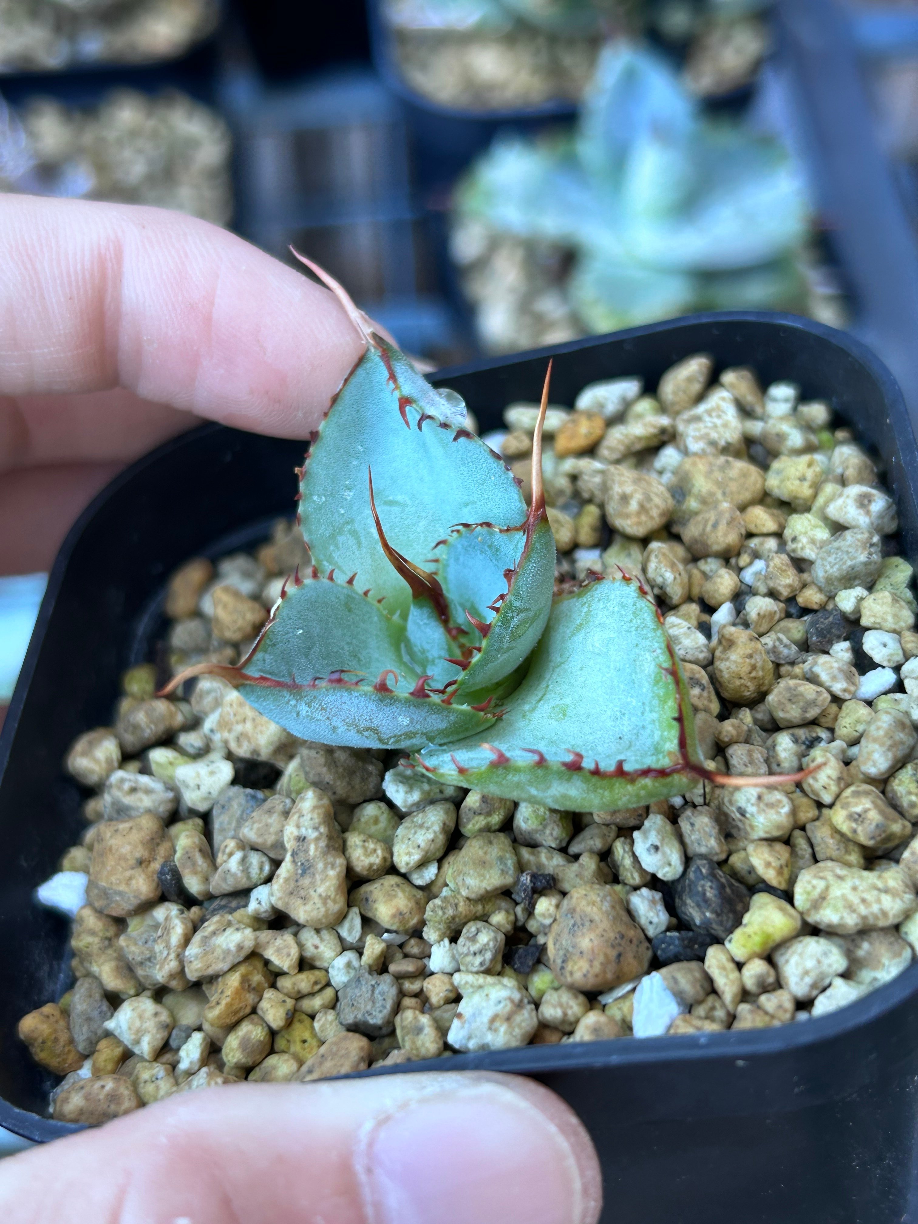 圓葉瓜達 グアダラハラナ ドワーフtype 子株 | アガベ専門店 Heart plants.
