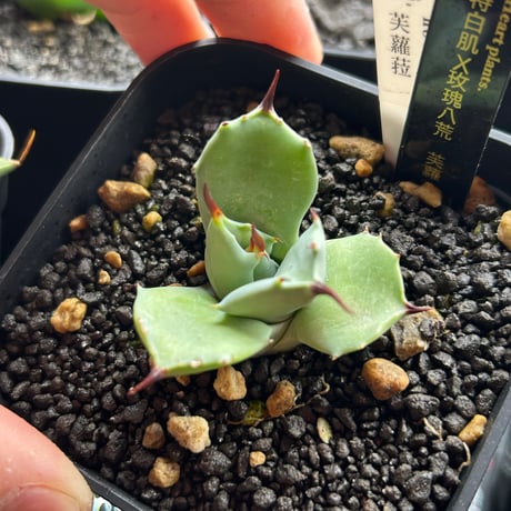 特白肌×玫瑰八荒　芙蘿菈　発根済み子株　huplantsタグ付き