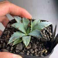 アガベ　象牙妖炎×黒帝斯　実生苗発根済み　 rooted産タグ付き