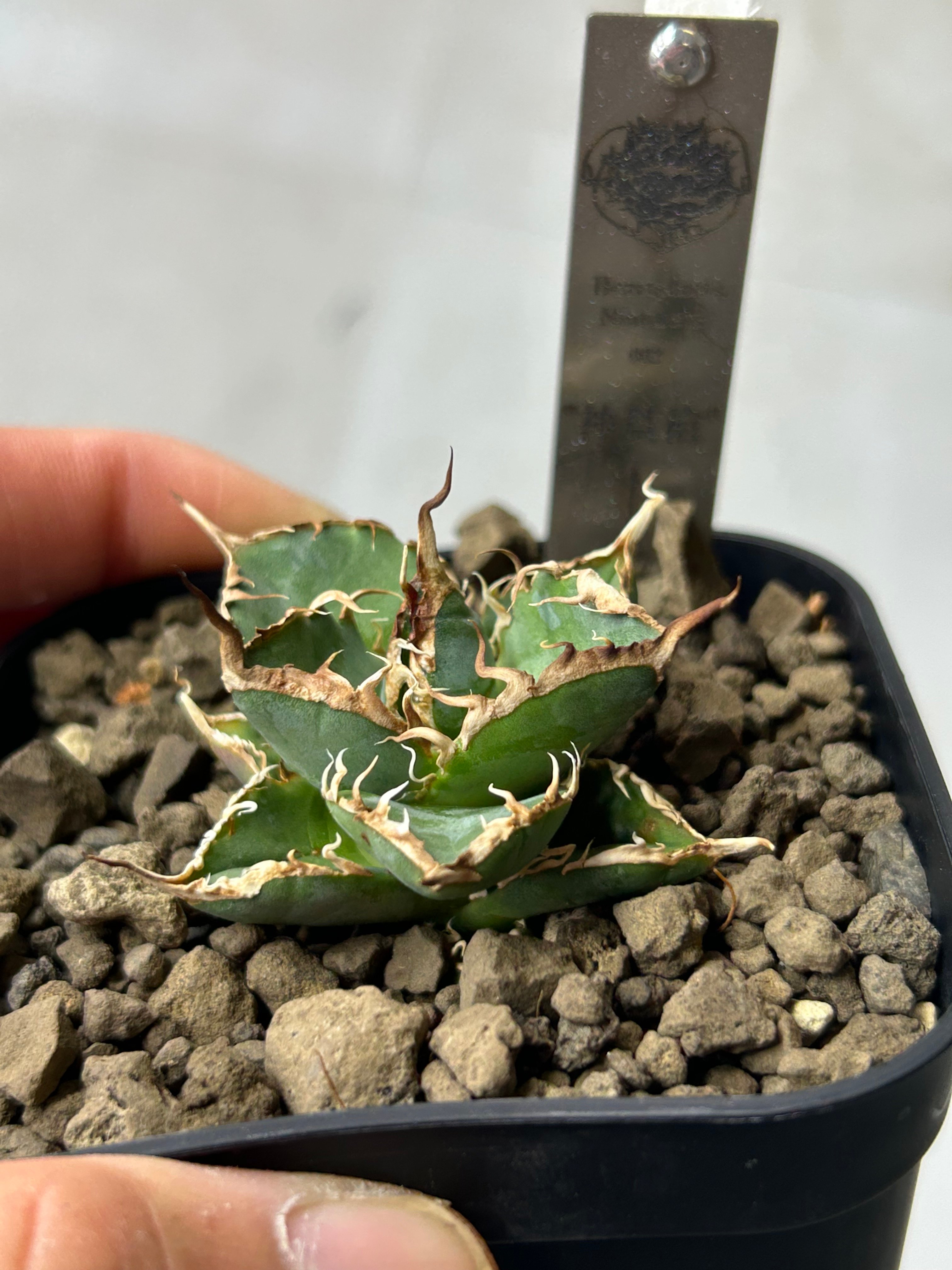 アガベ heart plants numbers 002 HP002 専用ステンレスタグ付き