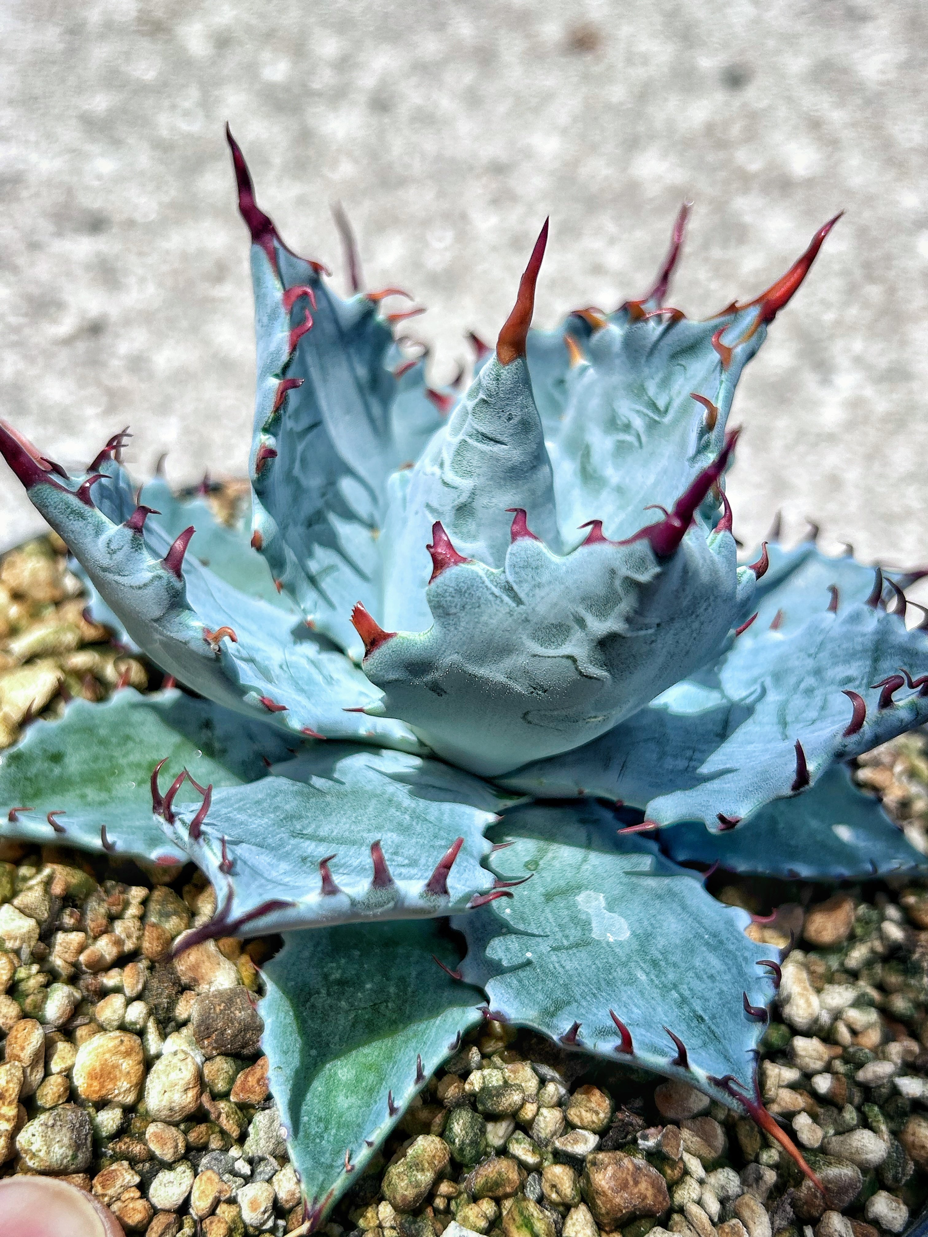 特白肌怒雷神×屈原の舞扇 A6 子株 | アガベ専門店 Heart plants.