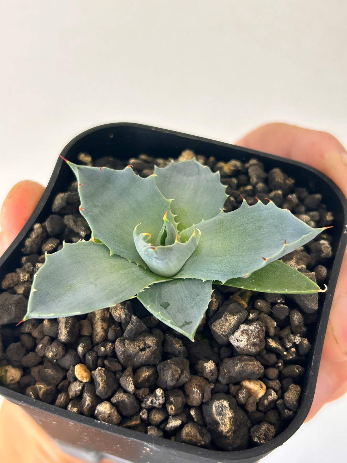 アガベ 特白肌×妖炎 実生 ハイブリッド 青葉 | アガベ専門店 Heart plants.