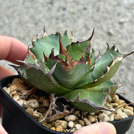 商品 | アガベ専門店 Heart plants.