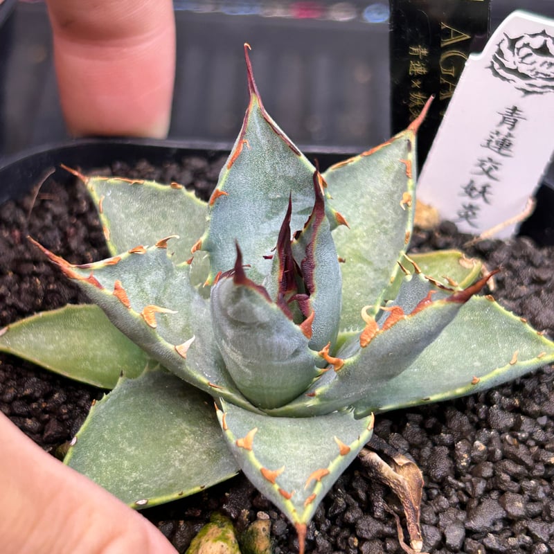 青連×妖炎 ハイブリッドアガベ | アガベ専門店 Heart plants.