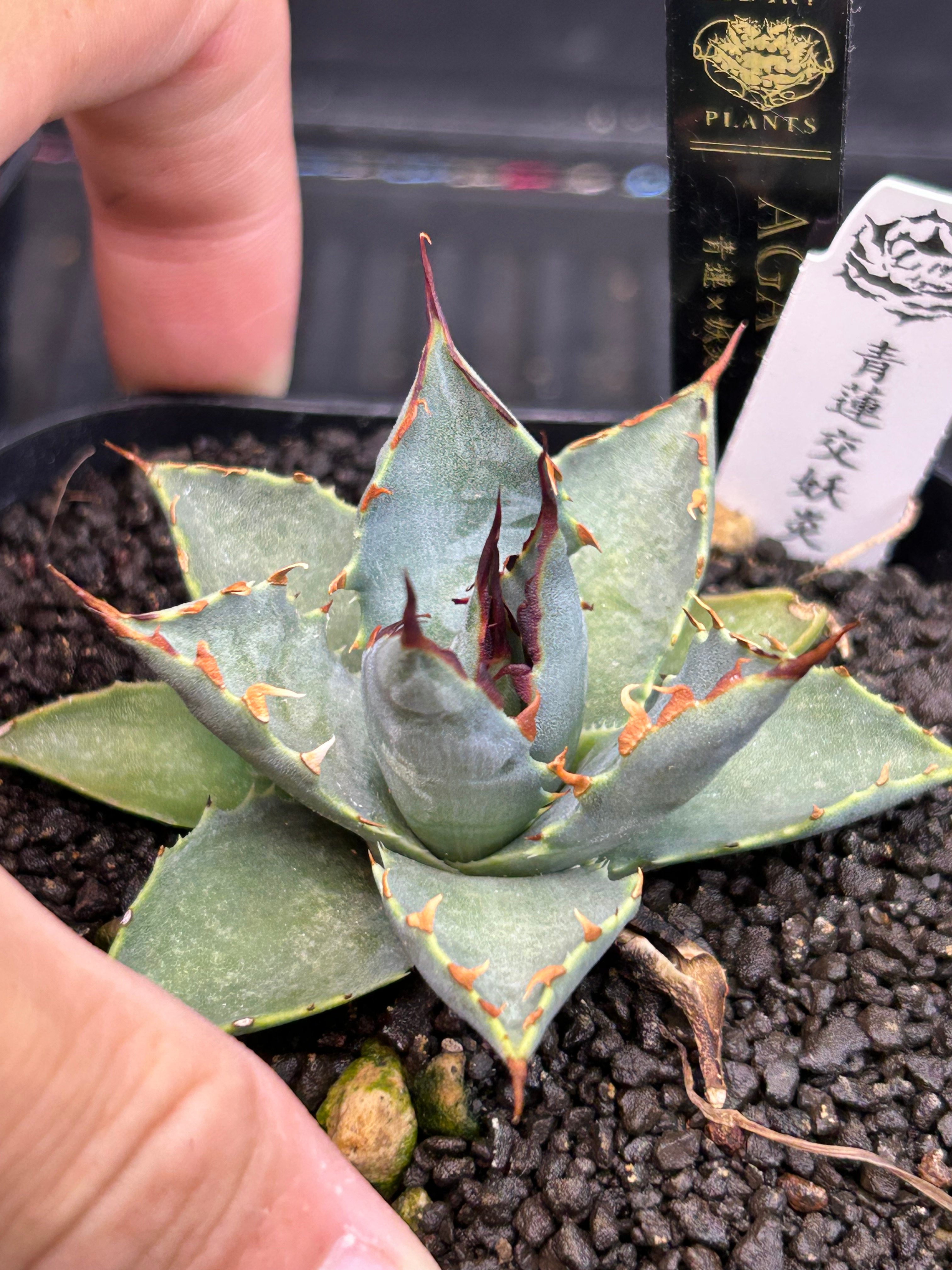 青連×妖炎 ハイブリッドアガベ | アガベ専門店 Heart plants.