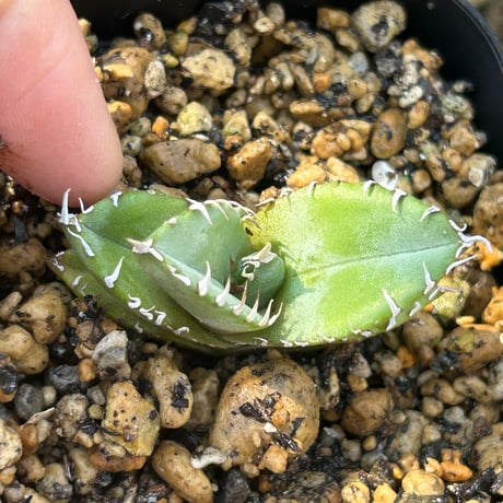 アガベ　Heart plants実生オテロイ　強棘個体