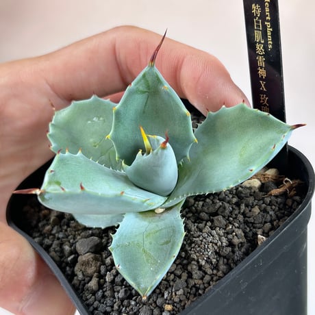 アガベ　芙蘿菈種兄弟　A41特白肌×玫瑰八荒