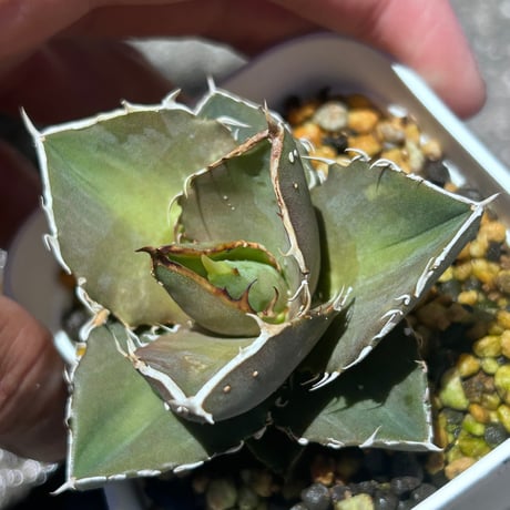 アガベ　シャーク実生　イランseedling  裏棘