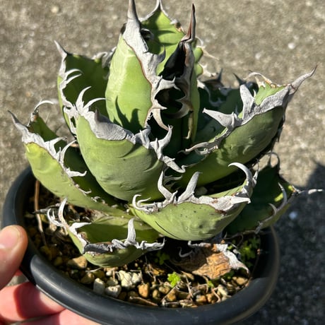 商品 | アガベ専門店 Heart plants.