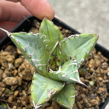アガべ　Heartplants実生オテロイ　選抜個体