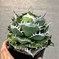 アガベ　Heart plants コレクション　OX021 子株　ワイド葉強棘個体