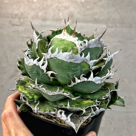アガベ専門店 Heart plants.