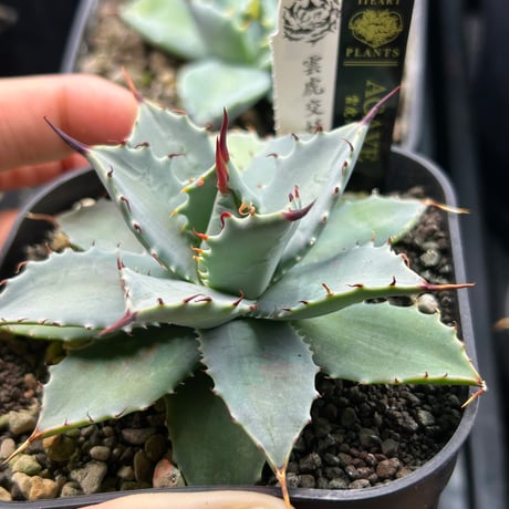 商品 | アガベ専門店 Heart plants.