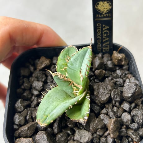 アガベ　Heart plants コレクション　OX021 子株　ワイド葉強棘個体