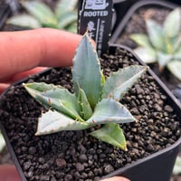 アガベ専門店 Heart plants.