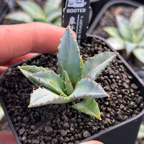 アガベ専門店 Heart plants.