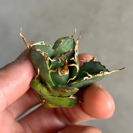 アガベ　超球体　極太鋸歯　HP033 "Vajra" ヴァジュラ 子株　専用ステンレスタグ付き