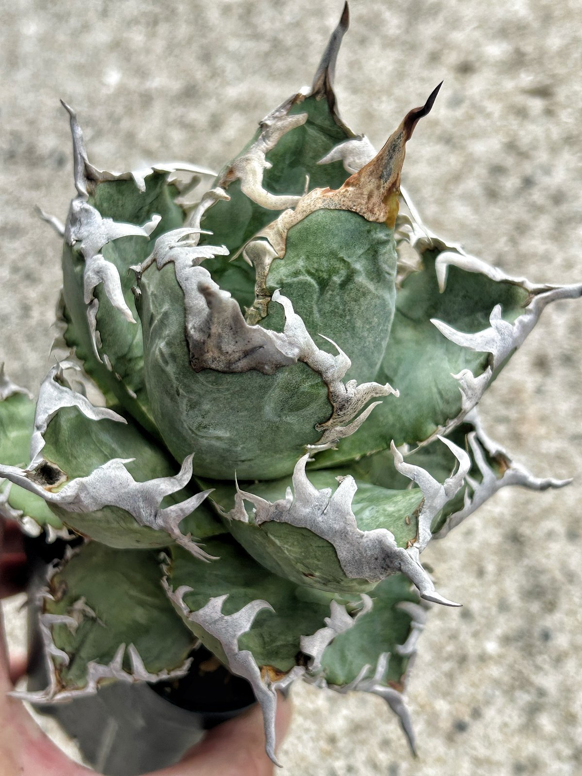 アガベ 台湾GODZILLA 大きめ株 ゴリゴリ強棘 | アガベ専門店 Heart plants.