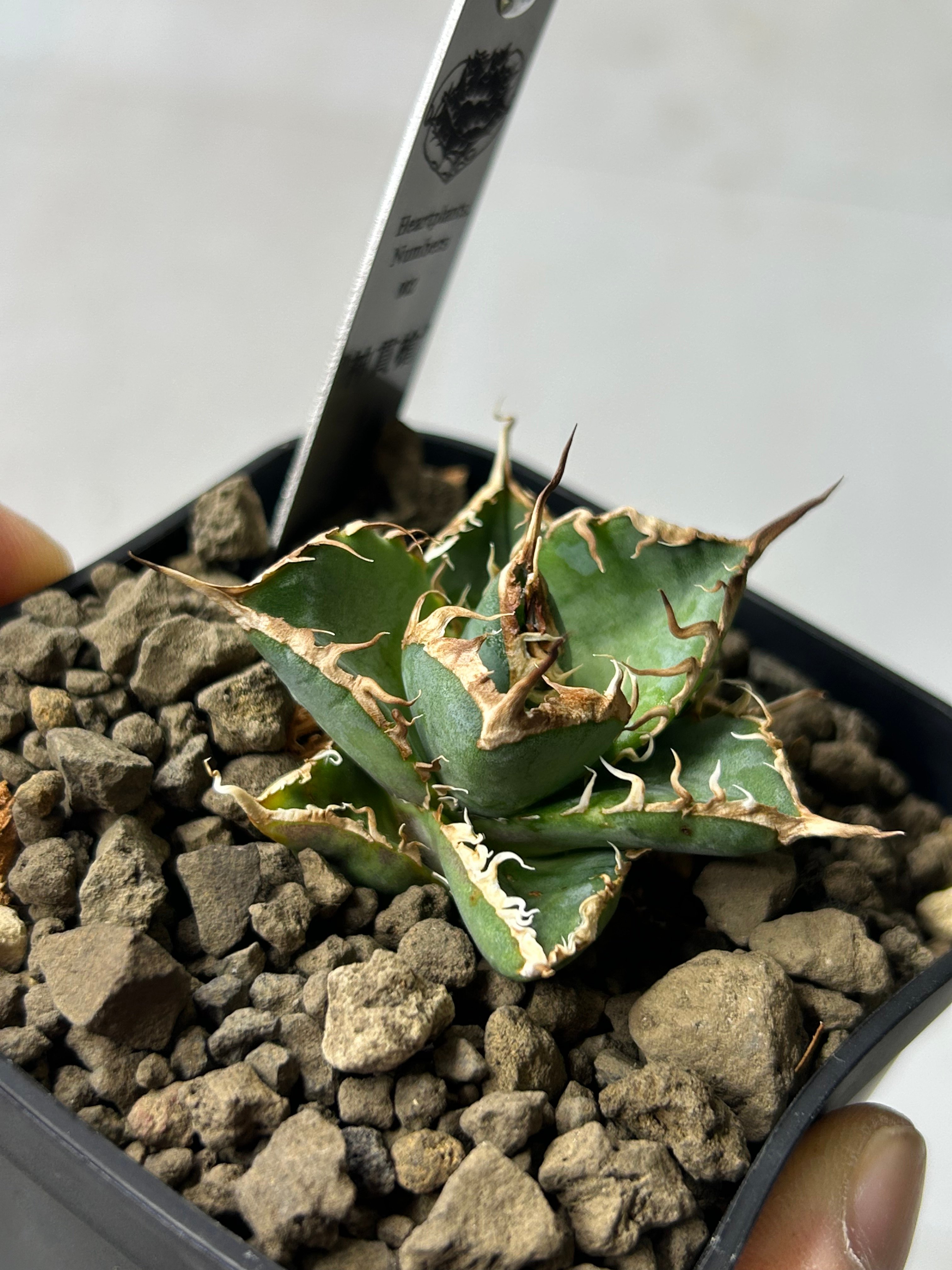 アガベ heart plants numbers 002 HP002 専用ステンレスタグ付き