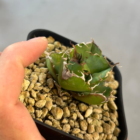 アガベ　オテロイ　HP046  Heartplants コレクション