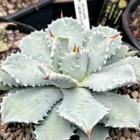 妖炎bb アガベ　ハイブリッド アガベ 妖炎BB ハイブリッド 青葉 | アガベ専門店 Heart plants.