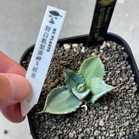 アガベ　特白肌×妖炎　huplants実生ノーナンバー　繁殖苗　ハイブリッド　青葉