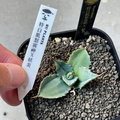 アガベ専門店 Heart plants.