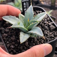 アガベ 蚩尤　親株 アガベ 蚩尤 OC子株 ブツブツ 裏棘 | アガベ専門店 Heart plants.