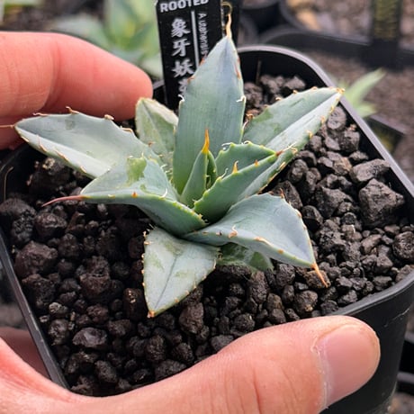 商品 | アガベ専門店 Heart plants.
