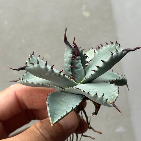 商品 | アガベ専門店 Heart plants.