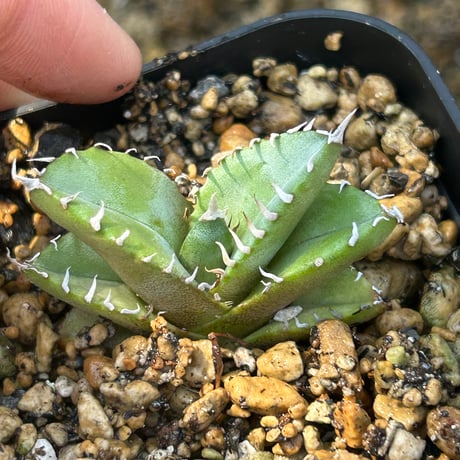 アガベ　Heart plants実生オテロイ　強棘個体