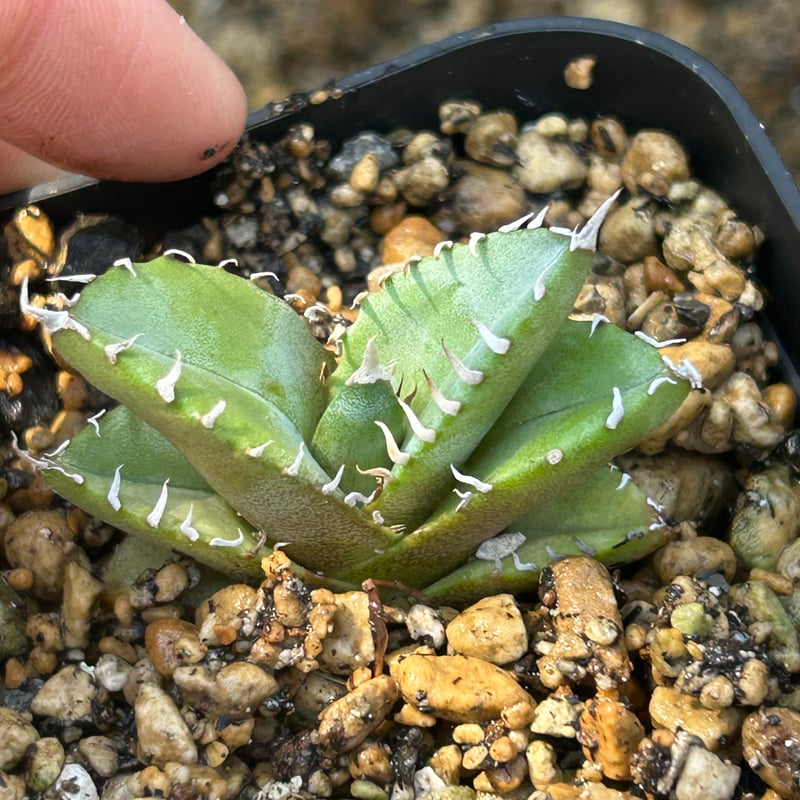 アガベ Heart plants実生オテロイ 強棘個体 | アガベ専門店 Heart plants.