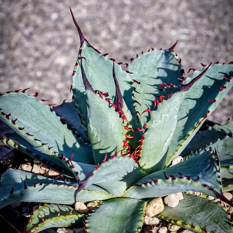 CATEGORY Agave | アガベ専門店 Heart plants.