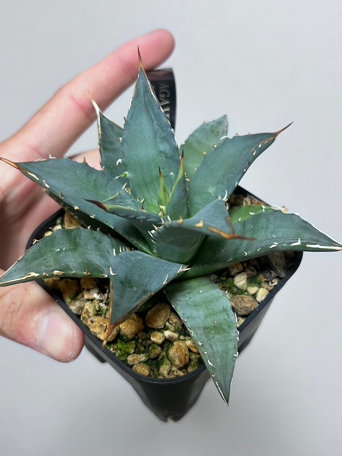 アガベ 妖炎×姫巌龍 ハイブリッド | アガベ専門店 Heart plants.
