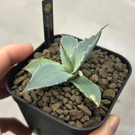 アガベ専門店 Heart plants.