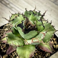 アガベ 実生オテロイ わしゃ鋸歯個体 | アガベ専門店 Heart plants.